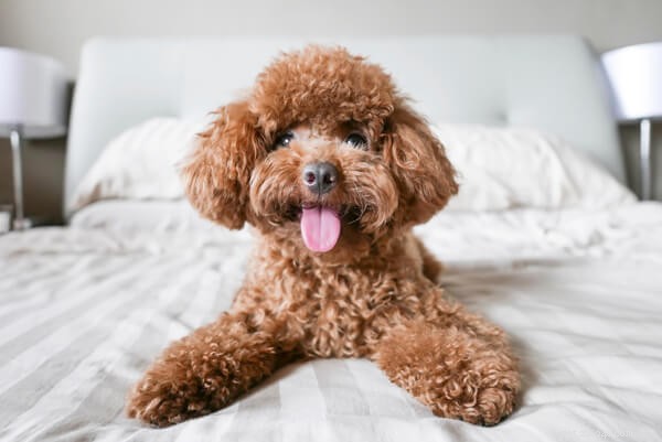 Canada’s 2022 Top 10 Most Adorable Dog Breeds