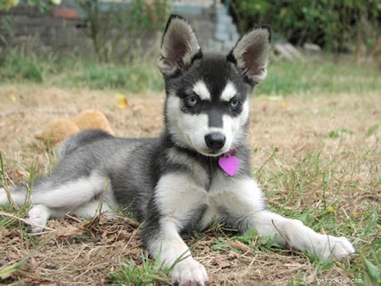 15 Fascinating and Unusual Dog Breeds You’ll Love