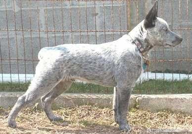 15 Fascinating and Unusual Dog Breeds You’ll Love
