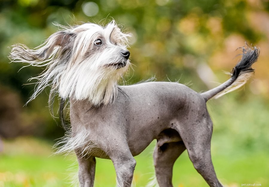 15 Fascinating and Unusual Dog Breeds You’ll Love