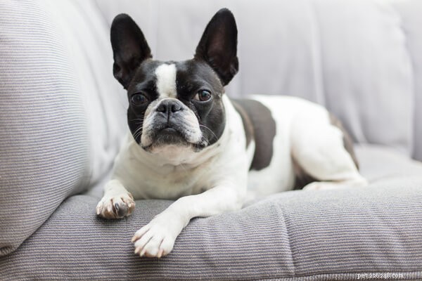 Canada’s 2022 Top 10 Most Adorable Dog Breeds