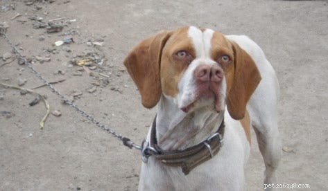 15 Fascinating and Unusual Dog Breeds You’ll Love