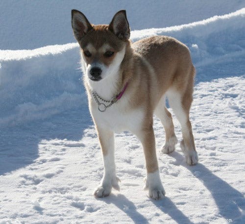 15 Fascinating and Unusual Dog Breeds You’ll Love