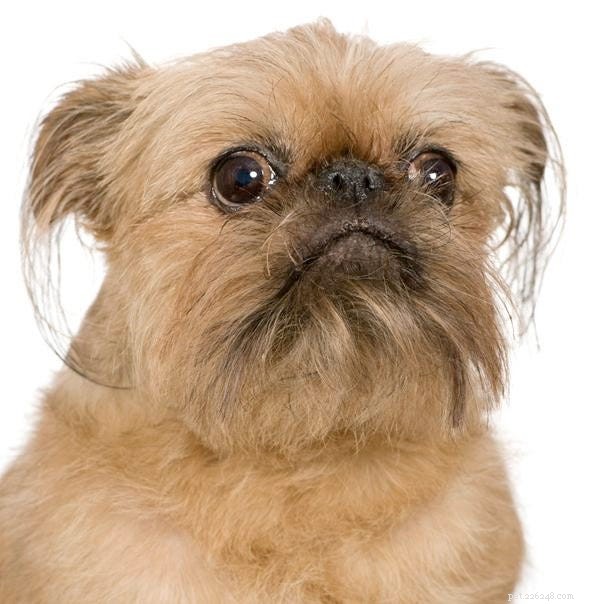 15 Fascinating and Unusual Dog Breeds You’ll Love