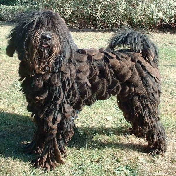 15 Fascinating and Unusual Dog Breeds You’ll Love