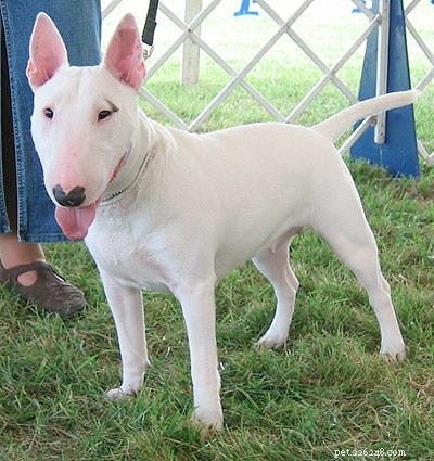 15 Fascinating and Unusual Dog Breeds You’ll Love