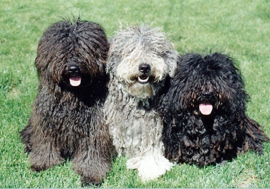 15 Fascinating and Unusual Dog Breeds You’ll Love