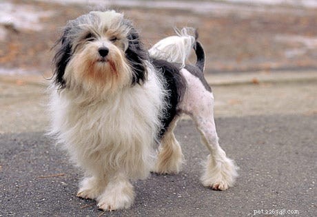 15 Fascinating and Unusual Dog Breeds You’ll Love