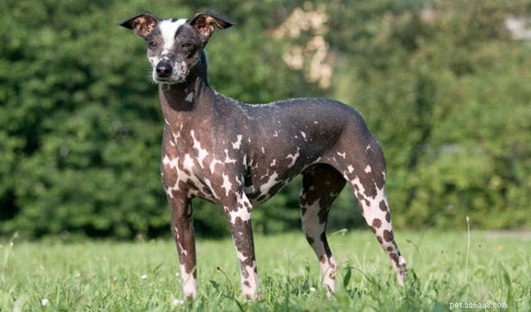 15 Fascinating and Unusual Dog Breeds You’ll Love