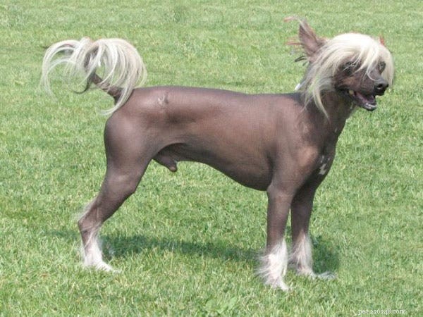 15 Fascinating and Unusual Dog Breeds You’ll Love