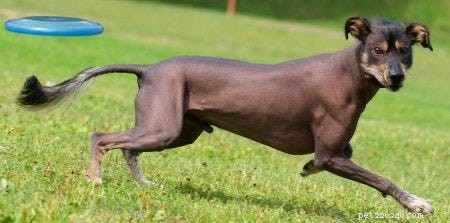 15 Fascinating and Unusual Dog Breeds You’ll Love