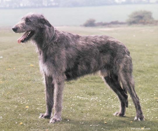 15 Fascinating and Unusual Dog Breeds You’ll Love