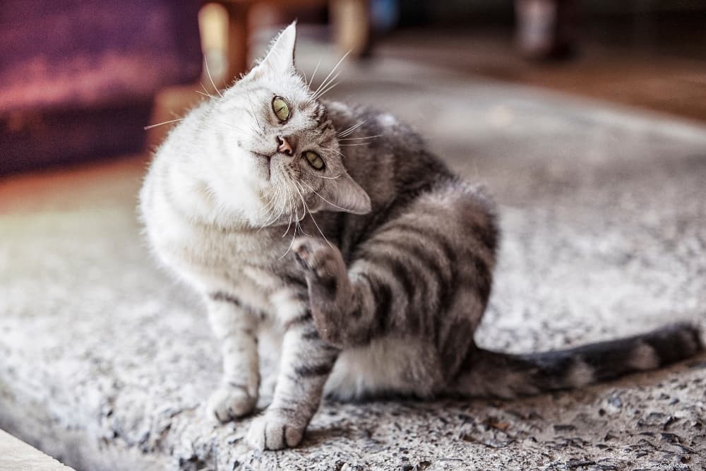 Effective Home Remedies to Safely Eliminate Ear Mites in Cats