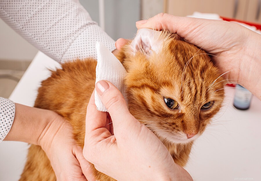 Effective Home Remedies to Safely Eliminate Ear Mites in Cats