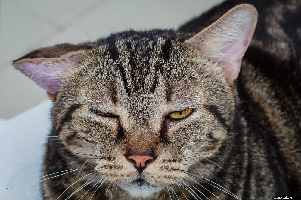 Effective Home Remedies to Safely Eliminate Ear Mites in Cats