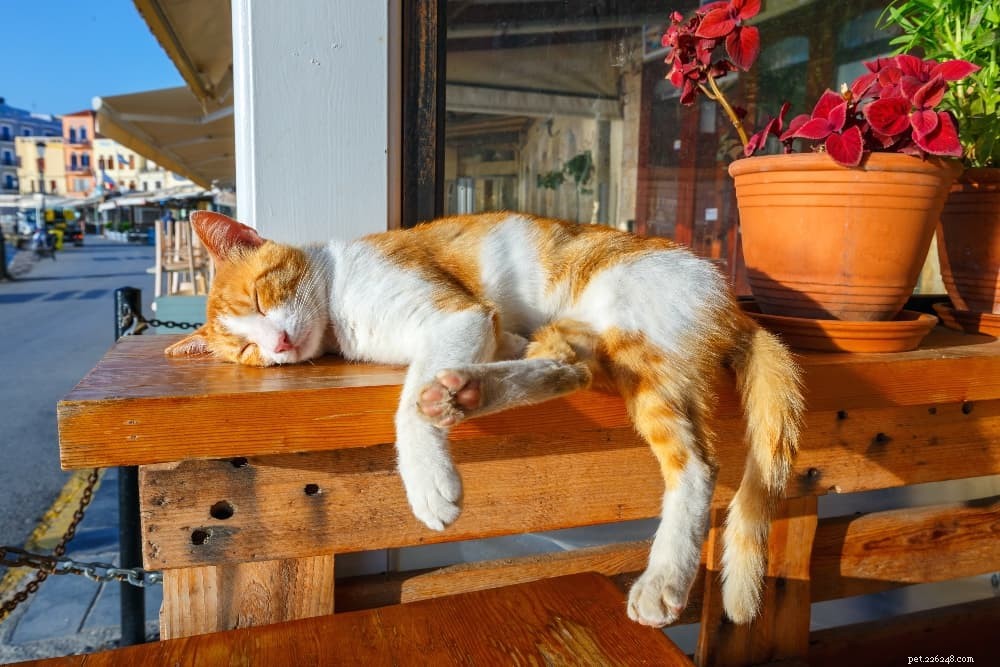 How to Keep Your Cat Cool and Safe This Summer