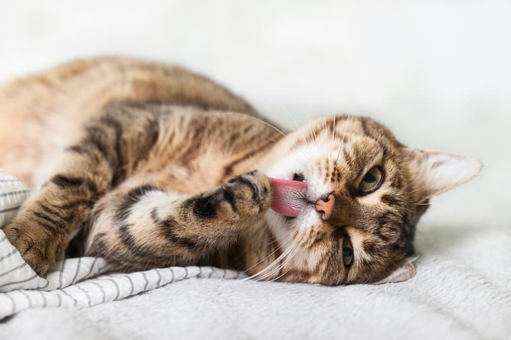 How to Keep Your Cat Cool and Safe This Summer