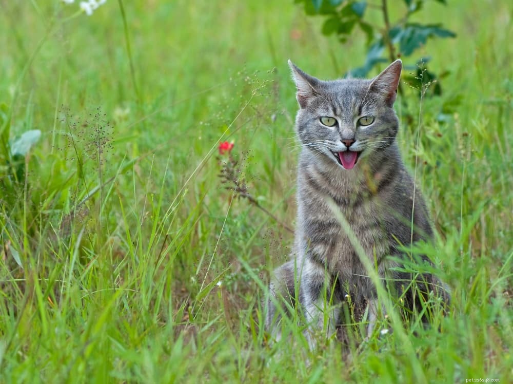 How to Keep Your Cat Cool and Safe This Summer