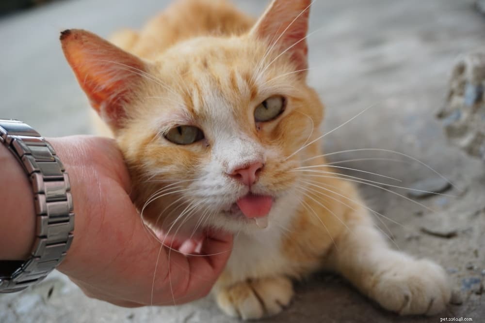 How to Keep Your Cat Cool and Safe This Summer