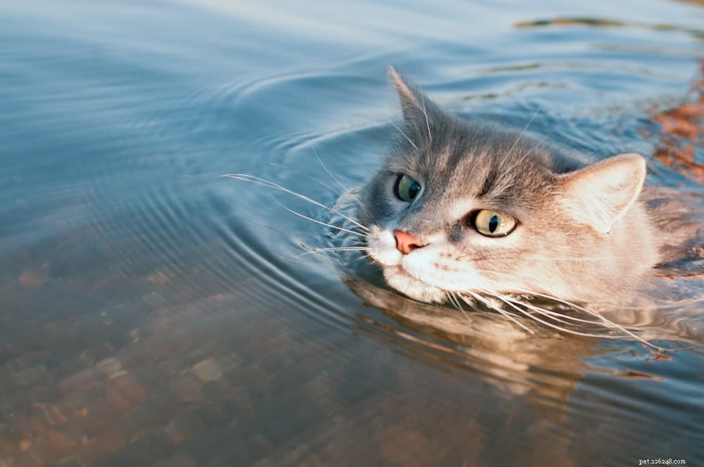 How to Keep Your Cat Cool and Safe This Summer