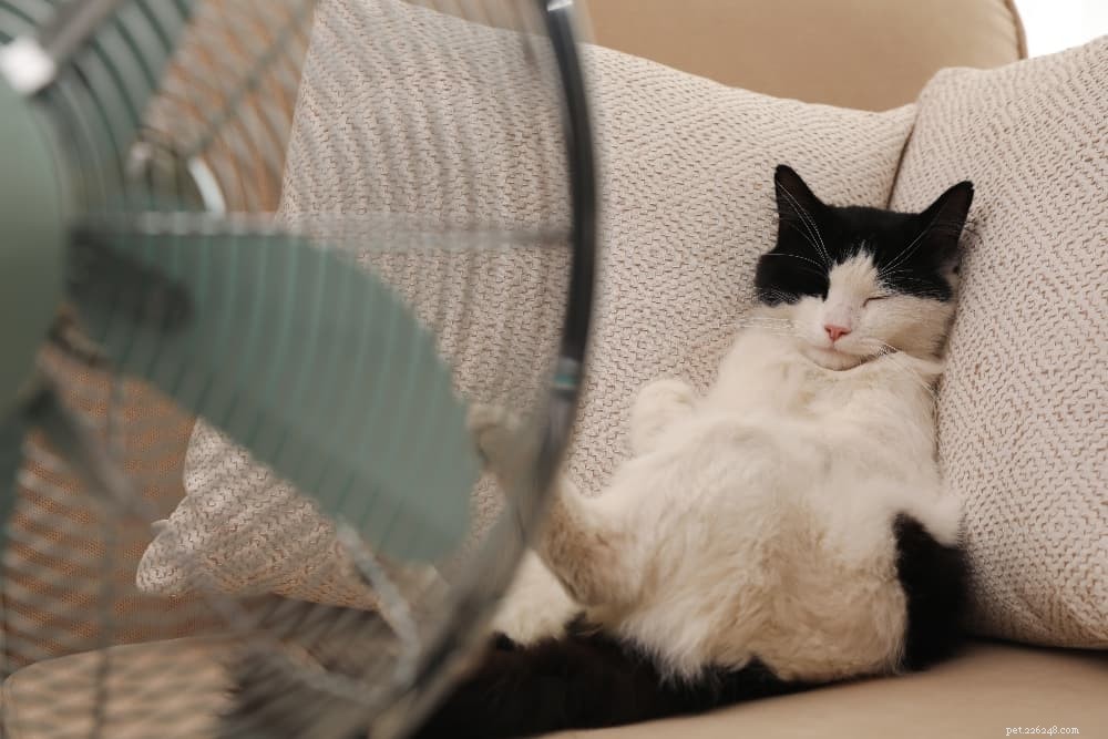 How to Keep Your Cat Cool and Safe This Summer