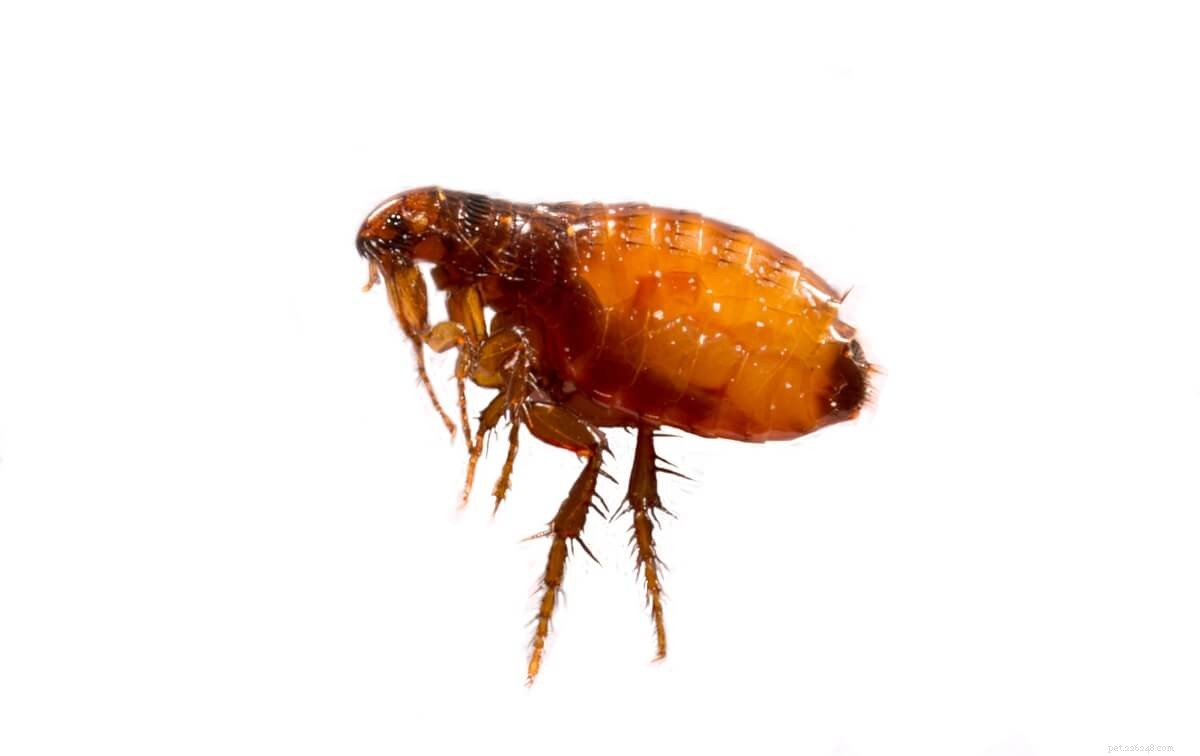 The Definitive Guide to Treating and Preventing Fleas in Cats