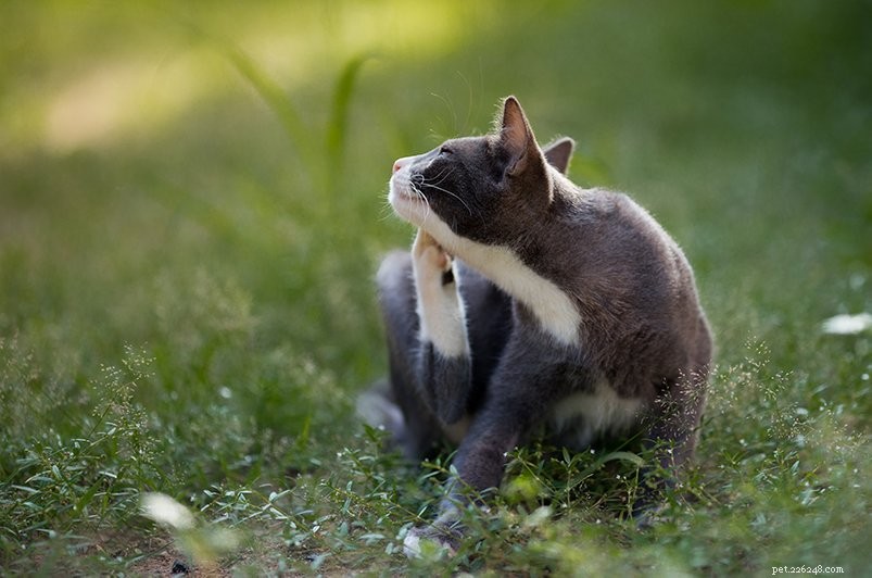 The Definitive Guide to Treating and Preventing Fleas in Cats