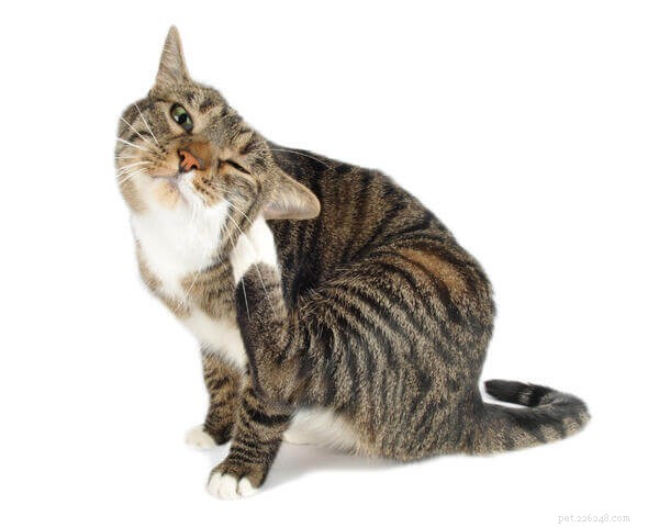 The Definitive Guide to Treating and Preventing Fleas in Cats