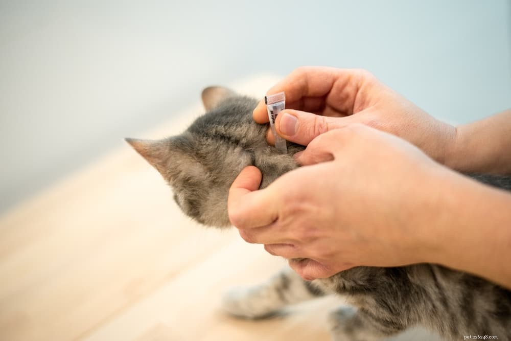 The Definitive Guide to Treating and Preventing Fleas in Cats