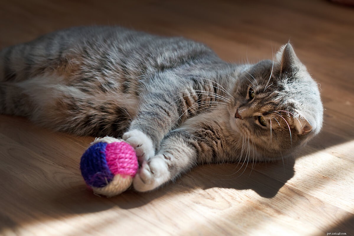 The Definitive Guide to Treating and Preventing Fleas in Cats