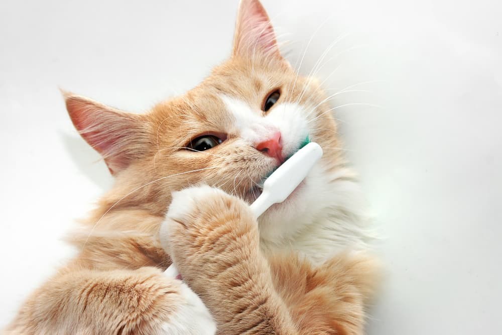 Master Cat Dental Care: Easy Ways to Brush Your Cat’s Teeth & Eliminate Bad Breath