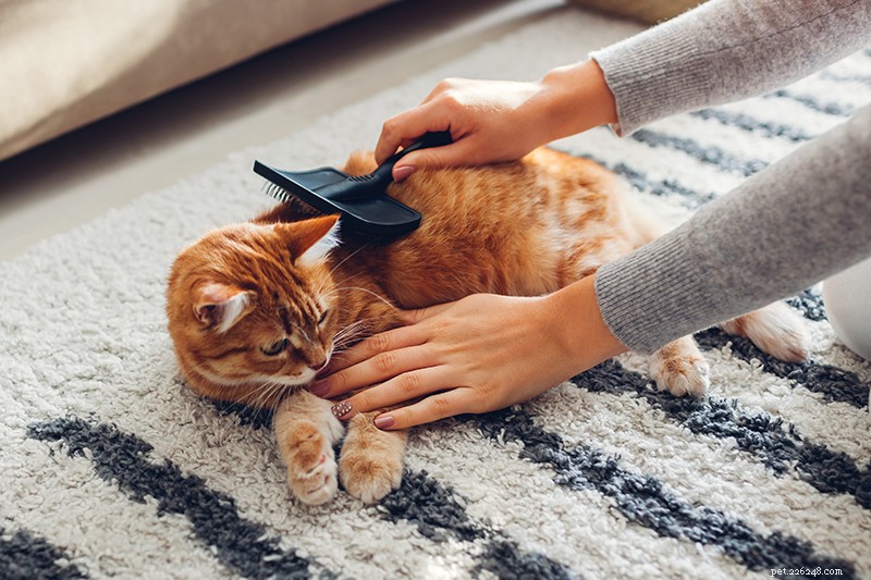 5 Proven Ways to Treat Cat Dandruff and Restore Healthy Skin