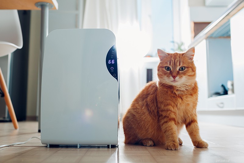 5 Proven Ways to Treat Cat Dandruff and Restore Healthy Skin