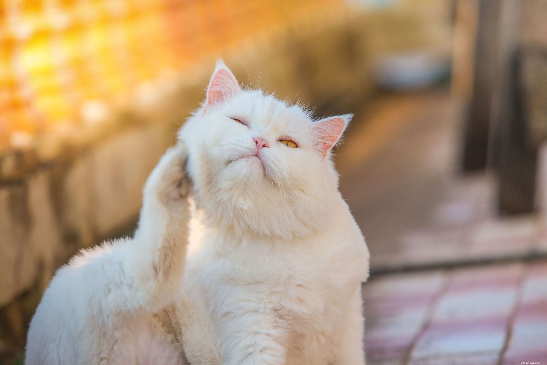 Expert Guide to Treating Cat Shedding, Dry Skin, and Other Coat Issues