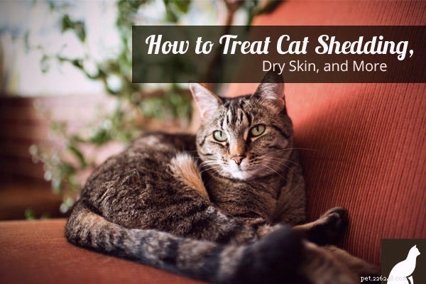 Expert Guide to Treating Cat Shedding, Dry Skin, and Other Coat Issues