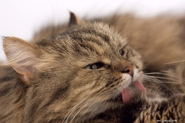 Expert Guide to Treating Cat Shedding, Dry Skin, and Other Coat Issues