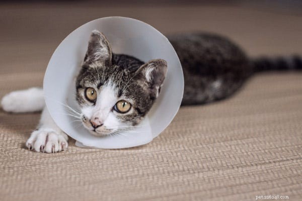 Expert Guide to Treating Cat Shedding, Dry Skin, and Other Coat Issues