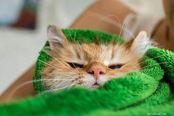 How to Clean a Cat’s Ears Safely and Effectively