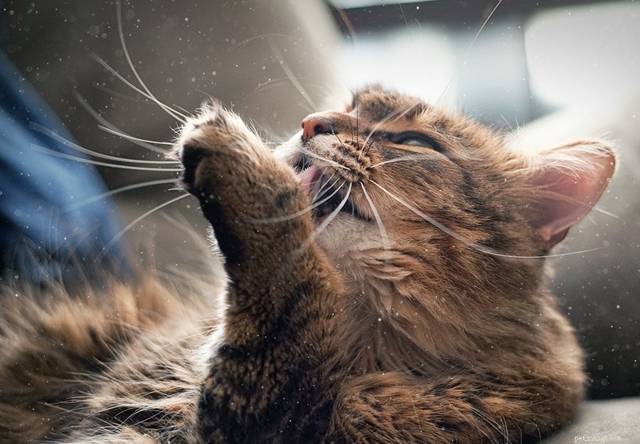 Eliminate Cat Dander: Proven Strategies to Reduce Allergies Safely