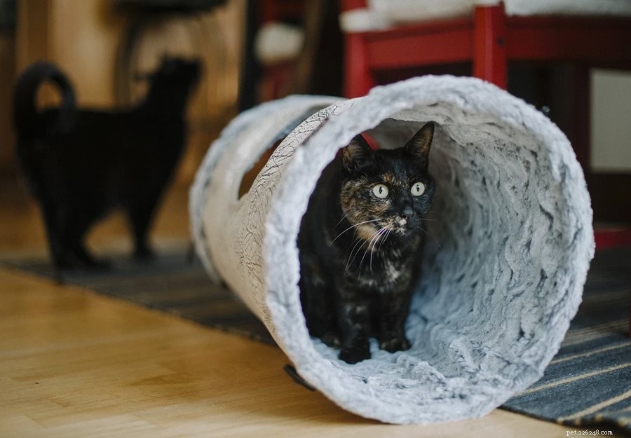 Engage Your Feline: Proven Interactive Toys to Keep Cats Active & Healthy