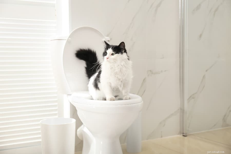 Litter Training Your Cat: Stop Outdoor Peeing & Fix Bad Bathroom Habits