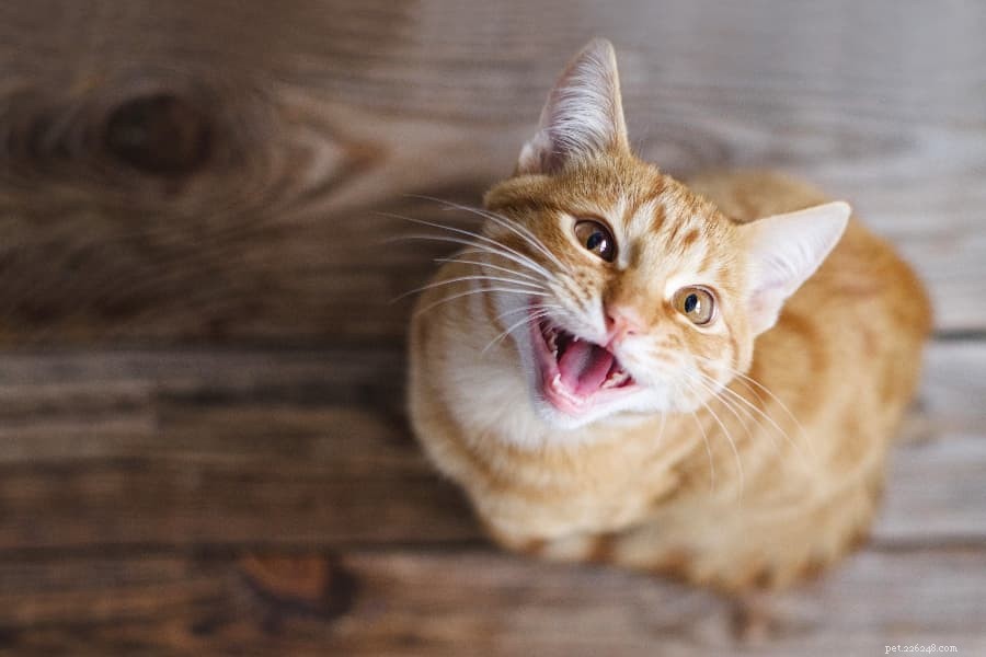 How to Ease Cat Anxiety and Establish Positive Habits