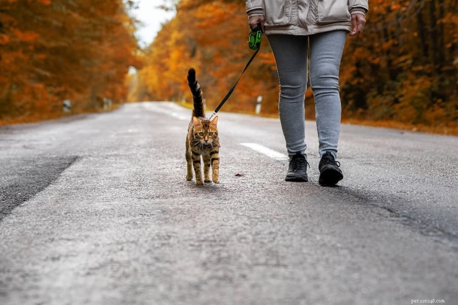 Master Leash Training Your Cat in Simple, Proven Steps