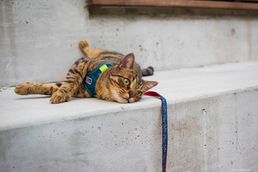 Master Leash Training Your Cat in Simple, Proven Steps