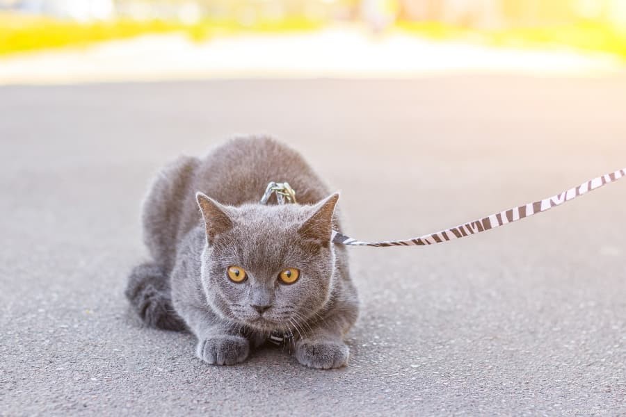 Master Leash Training Your Cat in Simple, Proven Steps