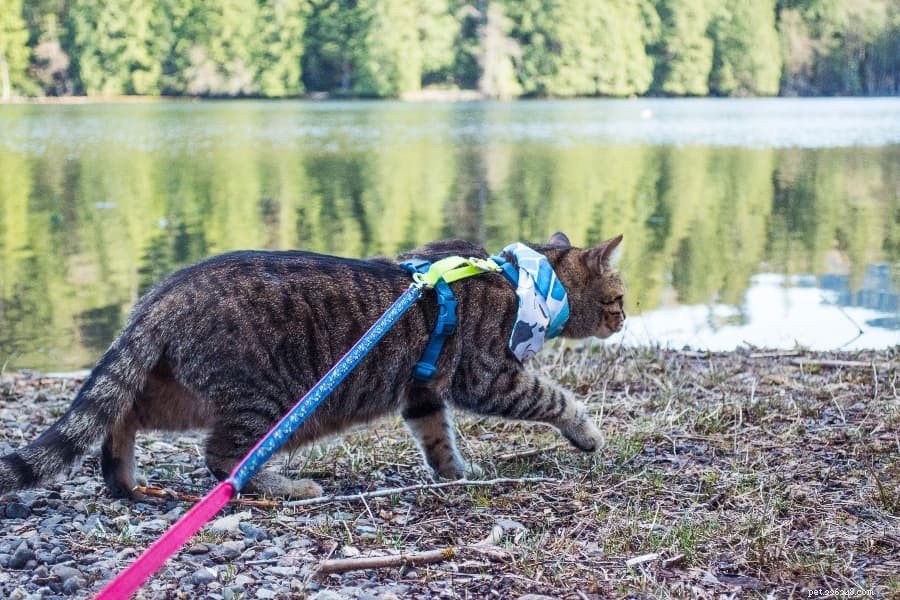 Master Leash Training Your Cat in Simple, Proven Steps