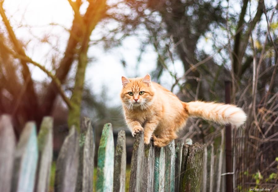 Master Leash Training Your Cat in Simple, Proven Steps