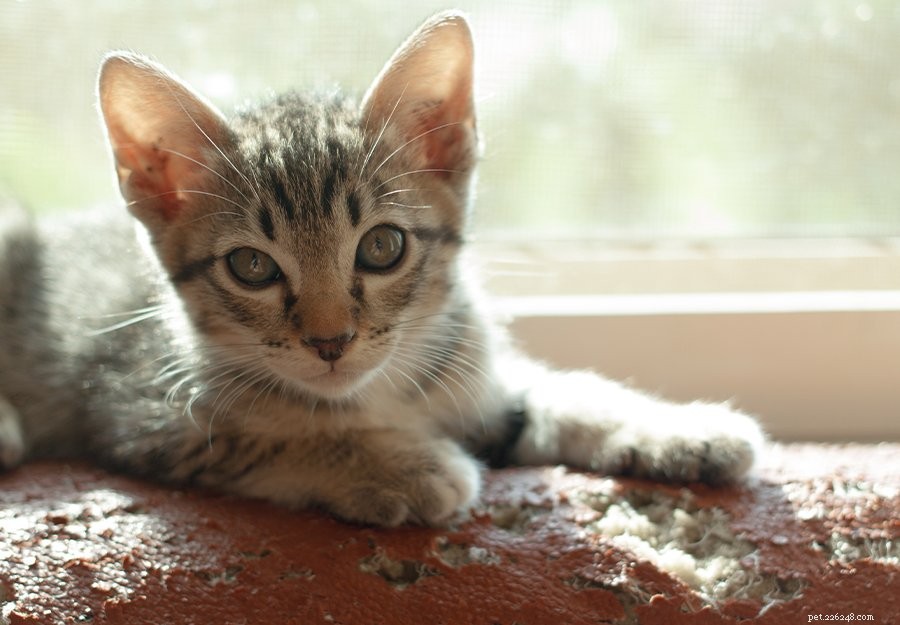 Stop Your Cat’s Destructive Behavior: 6 Expert Tips to Keep Them Happy and Safe