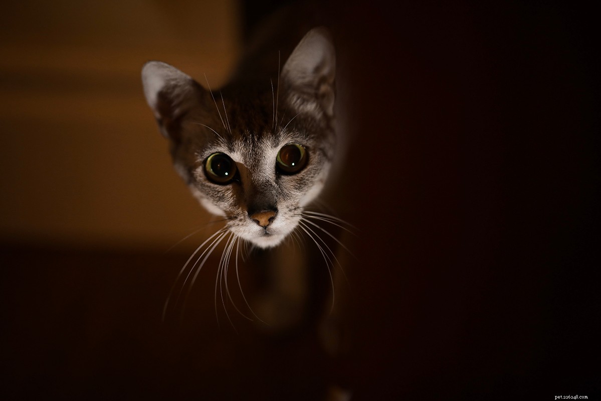 Stop Your Cat’s Destructive Behavior: 6 Expert Tips to Keep Them Happy and Safe