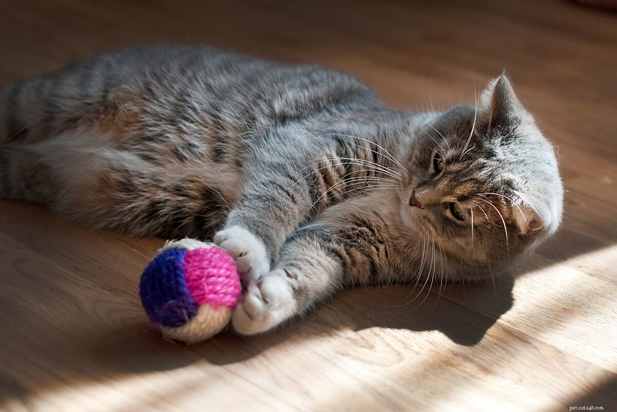 Stop Your Cat’s Destructive Behavior: 6 Expert Tips to Keep Them Happy and Safe
